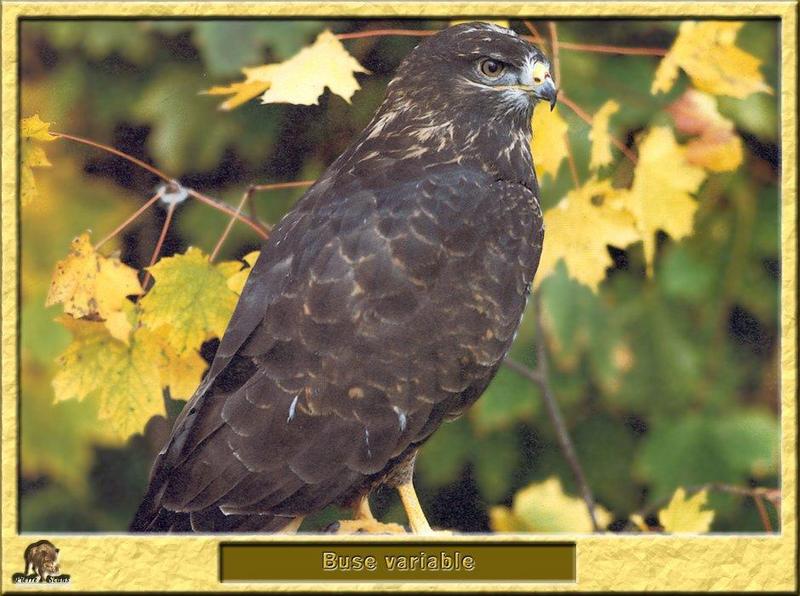 Common Buzzard (Buteo buteo) {!--말똥가리-->; DISPLAY FULL IMAGE.
