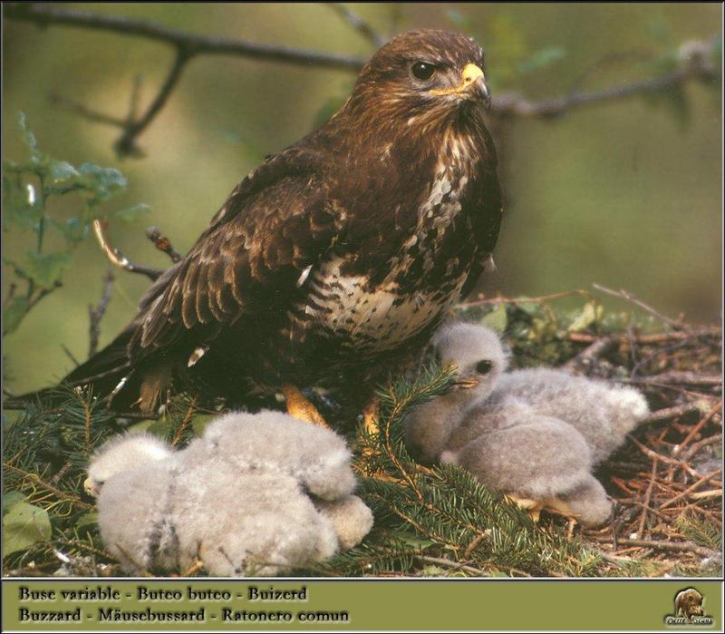 Common Buzzard (Buteo buteo) {!--말똥가리-->; DISPLAY FULL IMAGE.