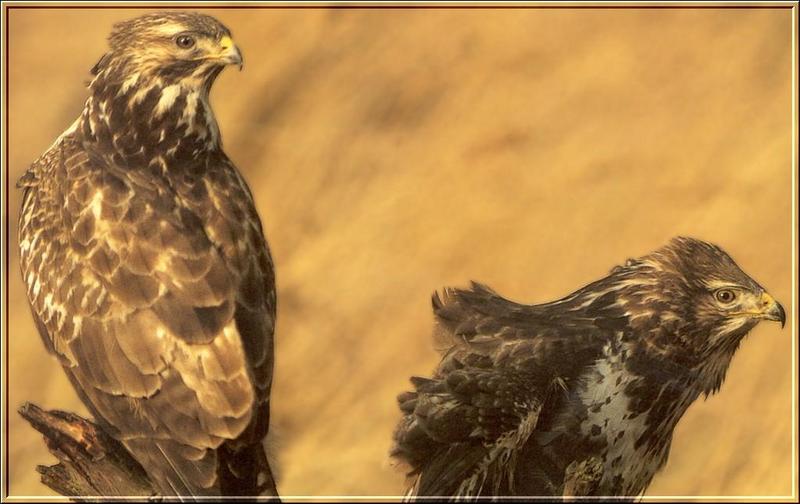 Common Buzzard pair (Buteo buteo) {!--말똥가리-->; DISPLAY FULL IMAGE.