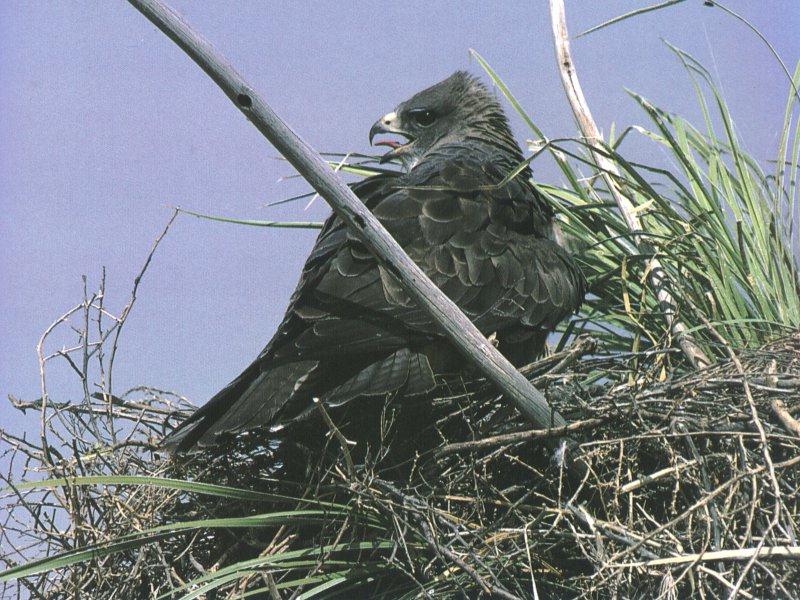 Swainson's Hawk (Buteo swainsoni) {!--황무지말똥가리-->; DISPLAY FULL IMAGE.