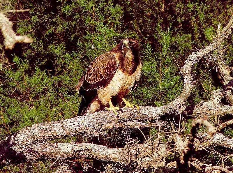 Swainson's Hawk (Buteo swainsoni) {!--황무지말똥가리-->; DISPLAY FULL IMAGE.