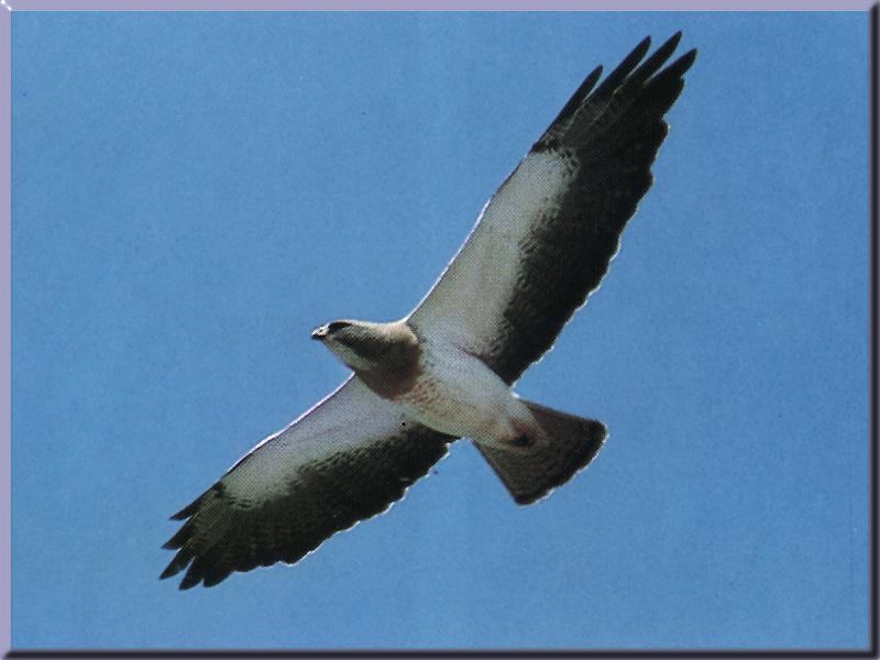 Swainson's Hawk (Buteo swainsoni) {!--황무지말똥가리-->; DISPLAY FULL IMAGE.