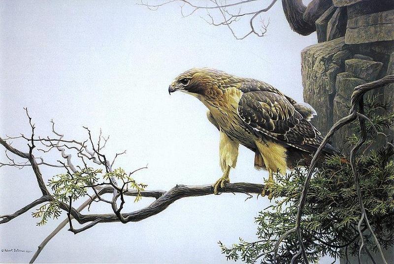 [Animal Art - Robert Bateman] Red-tailed Hawk (Buteo jamaicensis) {!--붉은꼬리매-->; DISPLAY FULL IMAGE.