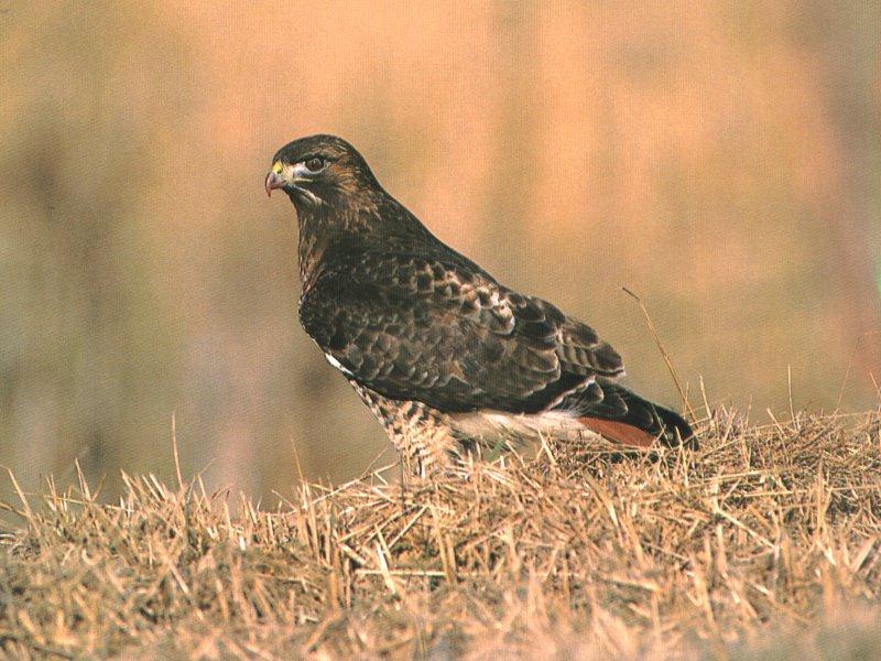 Red-tailed Hawk (Buteo jamaicensis) {!--붉은꼬리매-->; DISPLAY FULL IMAGE.
