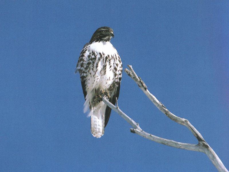 Red-tailed Hawk juvenile (Buteo jamaicensis) {!--붉은꼬리매-->; DISPLAY FULL IMAGE.