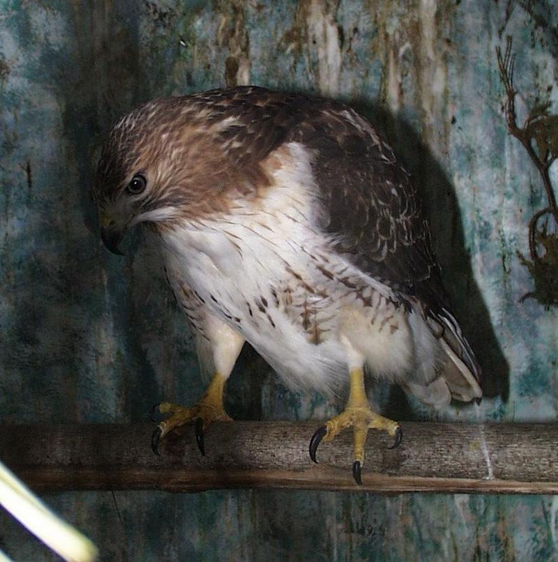 Red-tailed Hawk (Buteo jamaicensis) {!--붉은꼬리매-->; DISPLAY FULL IMAGE.