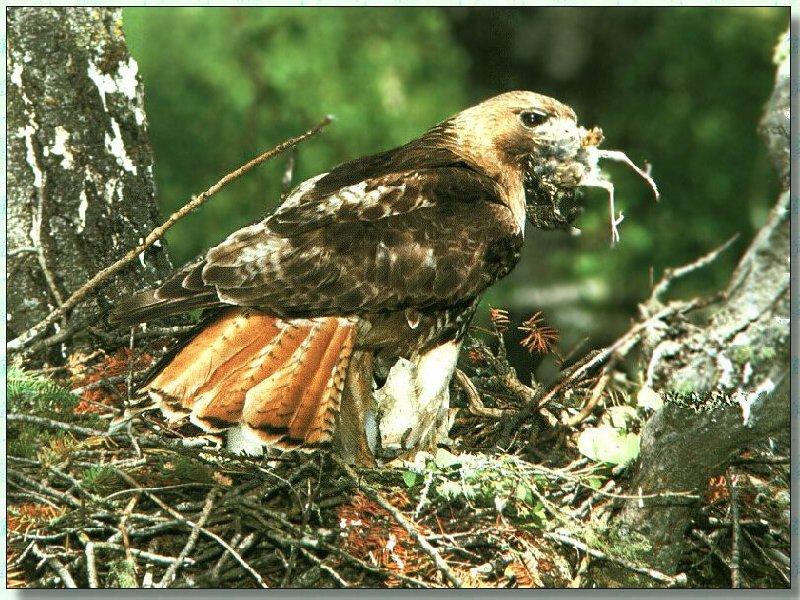 Red-tailed Hawk (Buteo jamaicensis) {!--붉은꼬리매-->; DISPLAY FULL IMAGE.