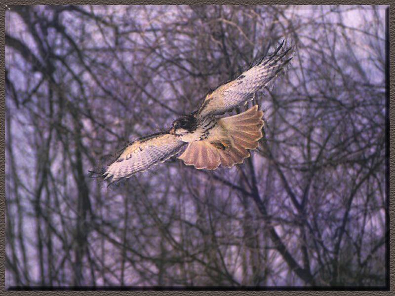 Red-tailed Hawk (Buteo jamaicensis) {!--붉은꼬리매-->; DISPLAY FULL IMAGE.