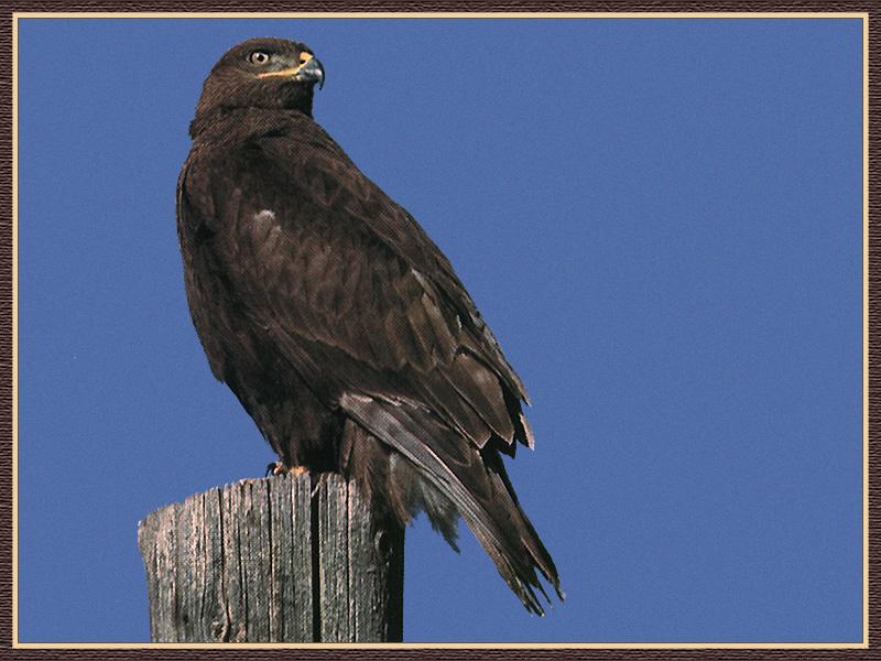 Red-tailed Hawk (Buteo jamaicensis) {!--붉은꼬리매-->; DISPLAY FULL IMAGE.