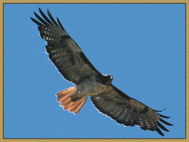 Red-tailed Hawk (Buteo jamaicensis) {!--붉은꼬리매-->; DISPLAY FULL IMAGE.