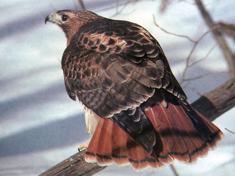 Red-tailed Hawk (Buteo jamaicensis) {!--붉은꼬리매-->; DISPLAY FULL IMAGE.