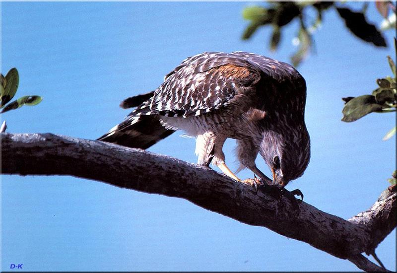 Red-shouldered Hawk (Buteo lineatus) {!--붉은죽지매-->; DISPLAY FULL IMAGE.