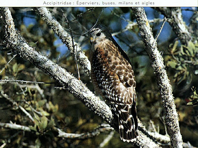 Red-shouldered Hawk (Buteo lineatus) {!--붉은죽지매-->; DISPLAY FULL IMAGE.