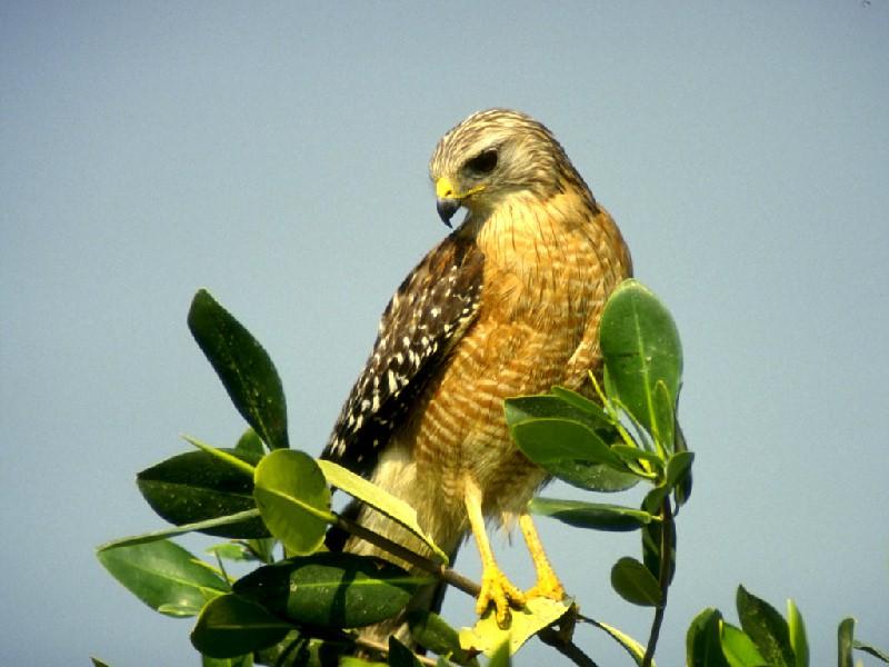 Red-shouldered Hawk (Buteo lineatus) {!--붉은죽지매-->; DISPLAY FULL IMAGE.