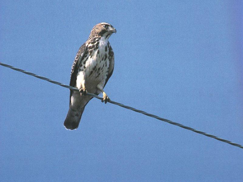 Broad-winged Hawk juvenile (Buteo platypterus) {!--넓은날개말똥가리-->; DISPLAY FULL IMAGE.