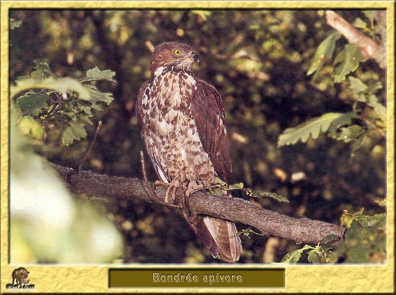 European Honey-Buzzard (Pernis apivorus) {!--유럽벌매-->; DISPLAY FULL IMAGE.