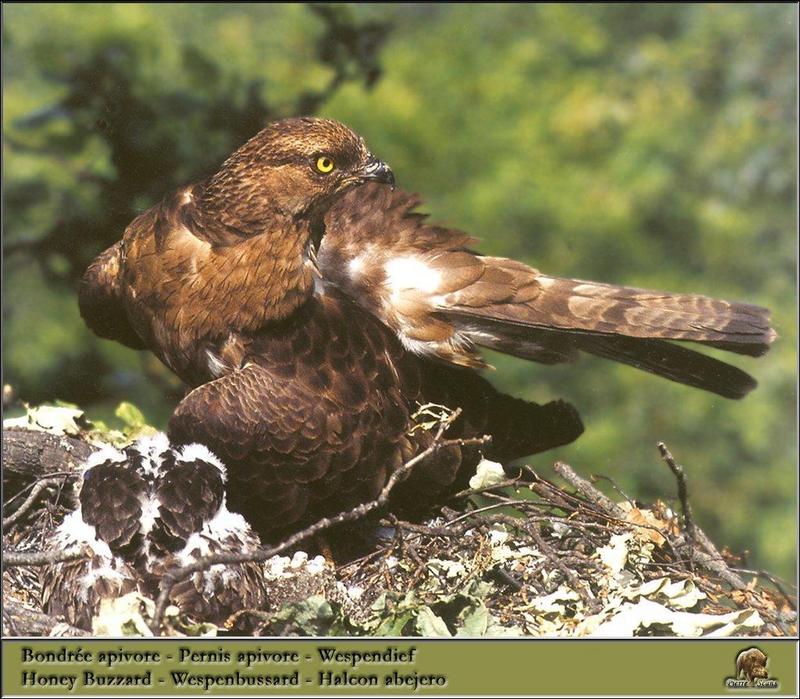European Honey-Buzzard (Pernis apivorus) {!--유럽벌매-->; DISPLAY FULL IMAGE.