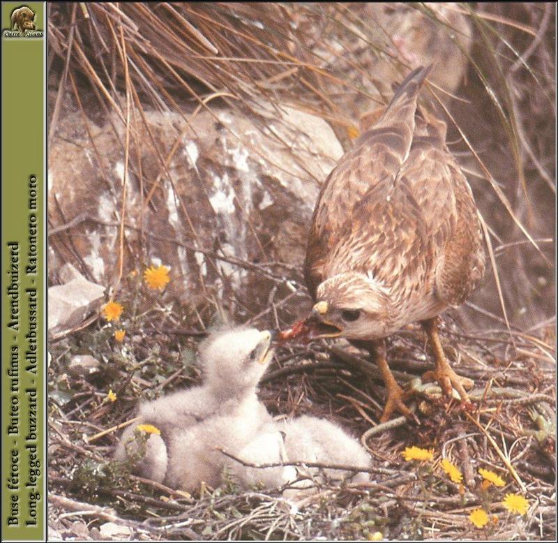 Long-legged Buzzard (Buteo rufinus) {!--유럽큰말똥가리-->; DISPLAY FULL IMAGE.