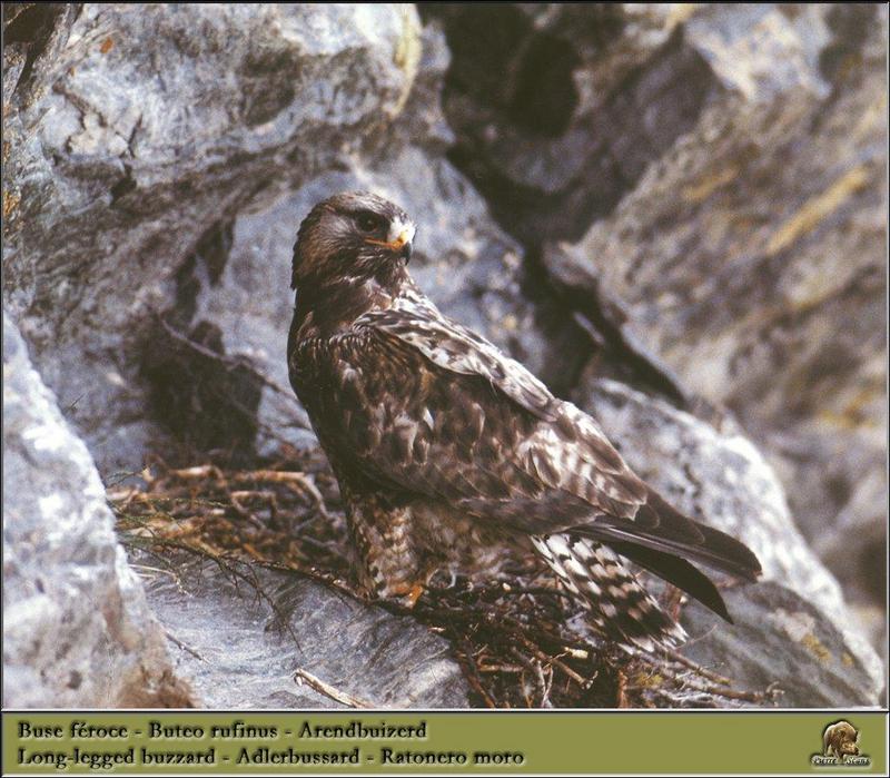 Long-legged Buzzard (Buteo rufinus) {!--유럽큰말똥가리-->; DISPLAY FULL IMAGE.