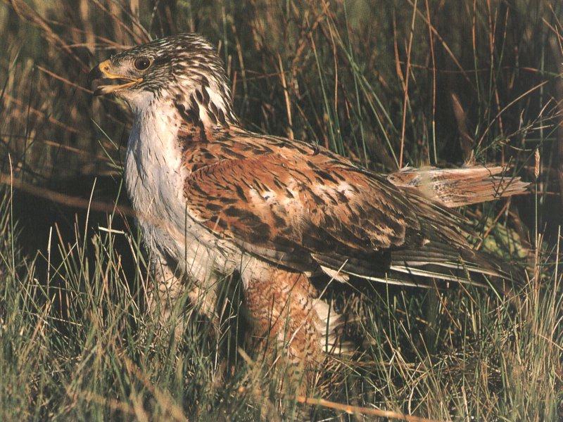 Ferruginous Hawk (Buteo regalis) {!--붉은털발말똥가리(붉은매)-->; DISPLAY FULL IMAGE.