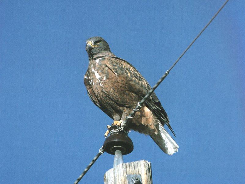 Ferruginous Hawk (Buteo regalis) {!--붉은털발말똥가리(붉은매)-->; DISPLAY FULL IMAGE.