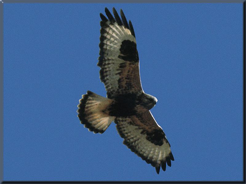 Rough-legged Hawk (Buteo lagopus) {!--털발말똥가리-->; DISPLAY FULL IMAGE.