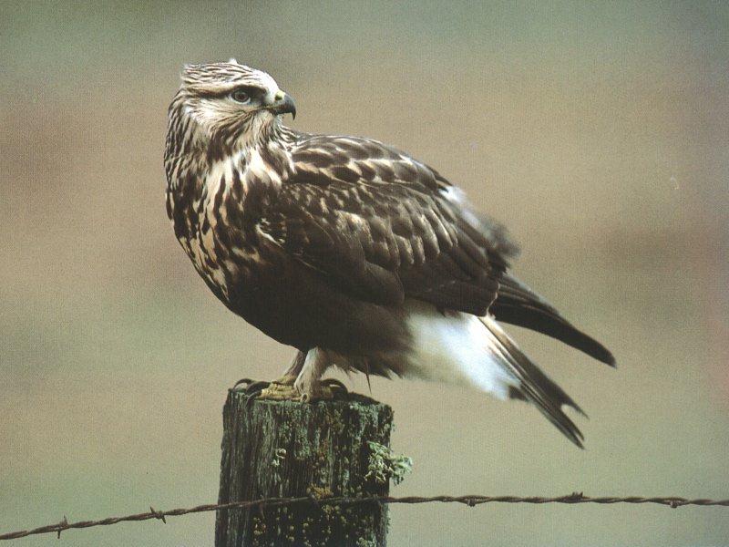 Rough-legged Hawk (Buteo lagopus) {!--털발말똥가리-->; DISPLAY FULL IMAGE.