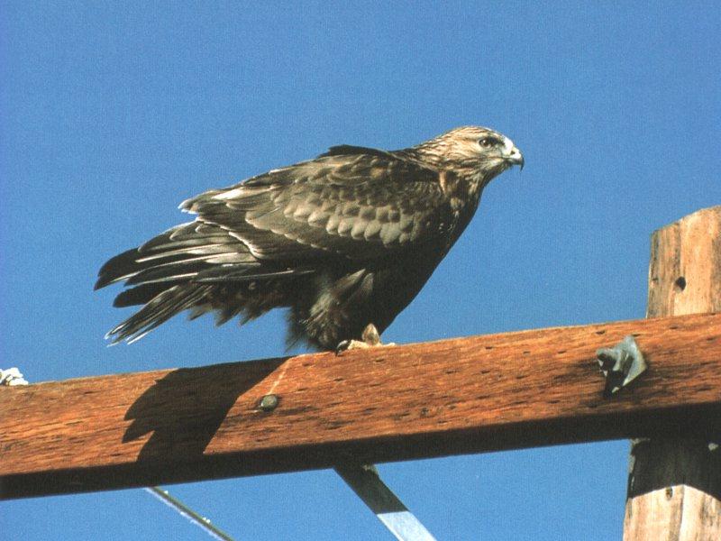 Rough-legged Hawk (Buteo lagopus) {!--털발말똥가리-->; DISPLAY FULL IMAGE.