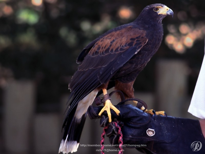 Harris's Hawk (Parabuteo unicinctus) {!--붉은허벅지말똥가리-->; DISPLAY FULL IMAGE.