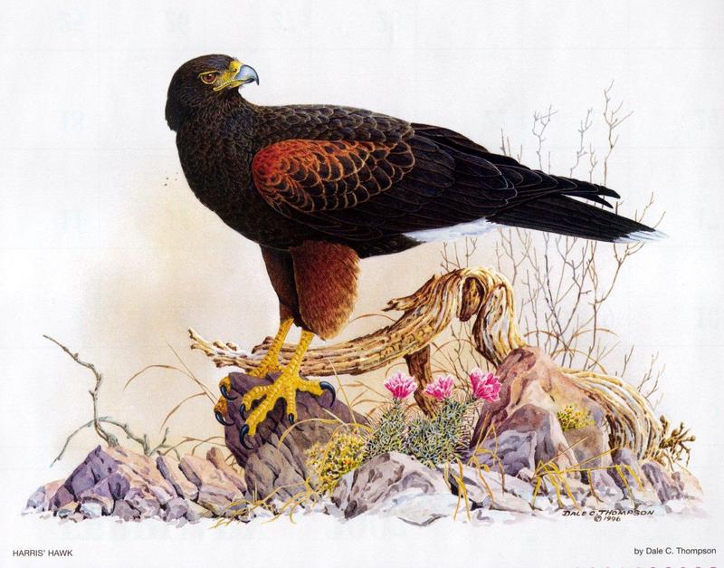 Harris's Hawk (Parabuteo unicinctus) {!--붉은허벅지말똥가리-->; DISPLAY FULL IMAGE.