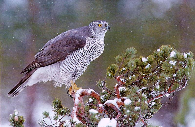 Northern Goshawk (Accipiter gentilis) {!--참매-->; DISPLAY FULL IMAGE.