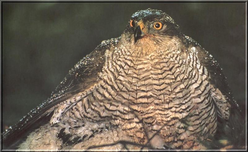 Northern Goshawk (Accipiter gentilis) {!--참매-->; DISPLAY FULL IMAGE.