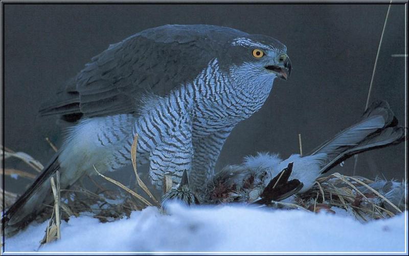 Northern Goshawk (Accipiter gentilis) {!--참매-->; DISPLAY FULL IMAGE.