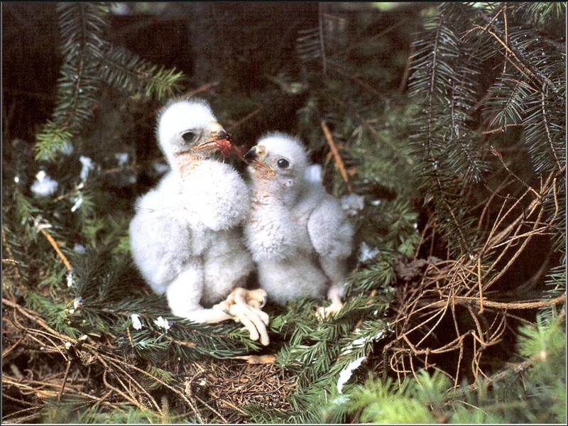 Northern Goshawk chicks (Accipiter gentilis) {!--참매-->; DISPLAY FULL IMAGE.