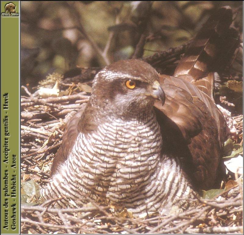 Northern Goshawk (Accipiter gentilis) {!--참매-->; DISPLAY FULL IMAGE.