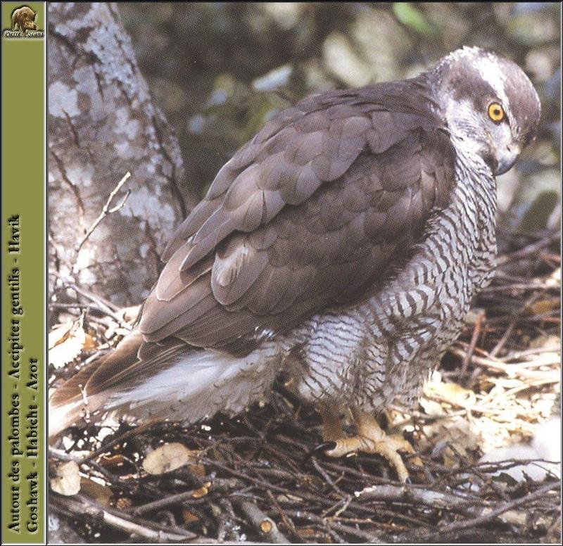 Northern Goshawk (Accipiter gentilis) {!--참매-->; DISPLAY FULL IMAGE.