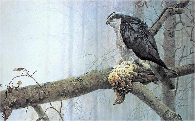 Northern Goshawk (Accipiter gentilis) {!--참매-->; DISPLAY FULL IMAGE.