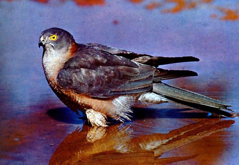 Brown Goshawk (Accipiter fasciatus) {!--호주참매-->; DISPLAY FULL IMAGE.