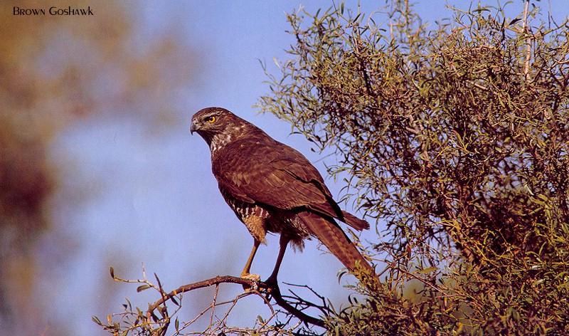 Brown Goshawk (Accipiter fasciatus) {!--호주참매-->; DISPLAY FULL IMAGE.