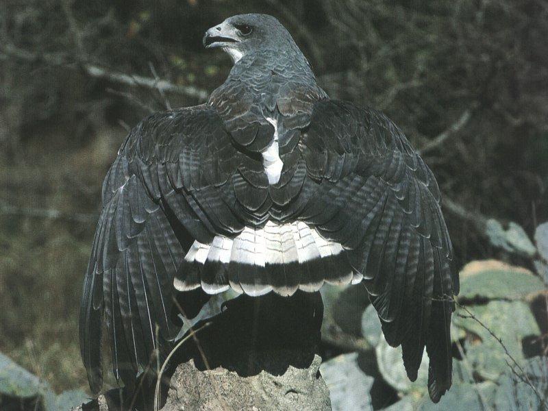 White-tailed Hawk (Buteo albicaudatus) {!--흰꼬리말똥가리-->; DISPLAY FULL IMAGE.