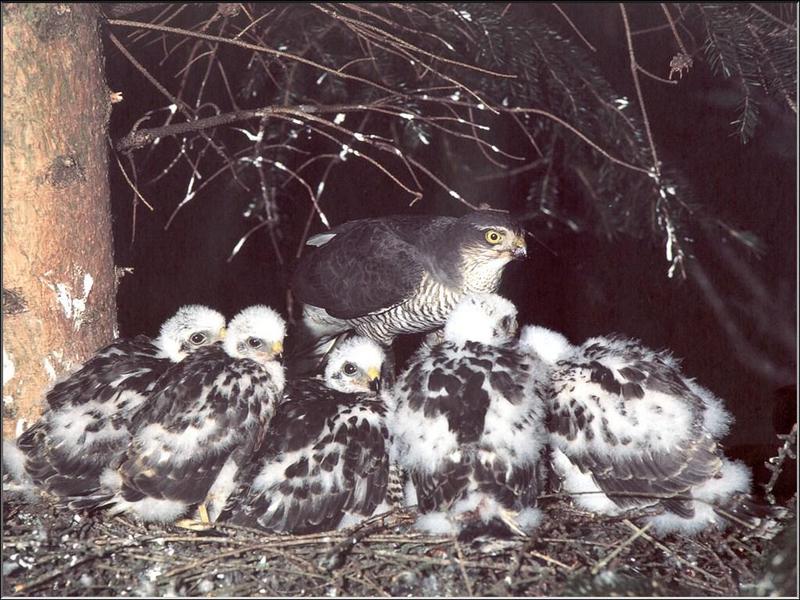 Eurasian Sparrowhawk (Accipiter nisus) {!--새매-->; DISPLAY FULL IMAGE.