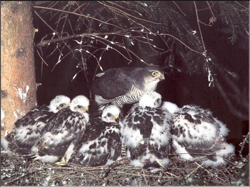 Eurasian Sparrowhawk (Accipiter nisus) {!--새매-->; DISPLAY FULL IMAGE.