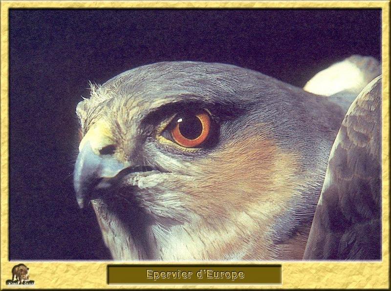 Eurasian Sparrowhawk (Accipiter nisus) {!--새매-->; DISPLAY FULL IMAGE.