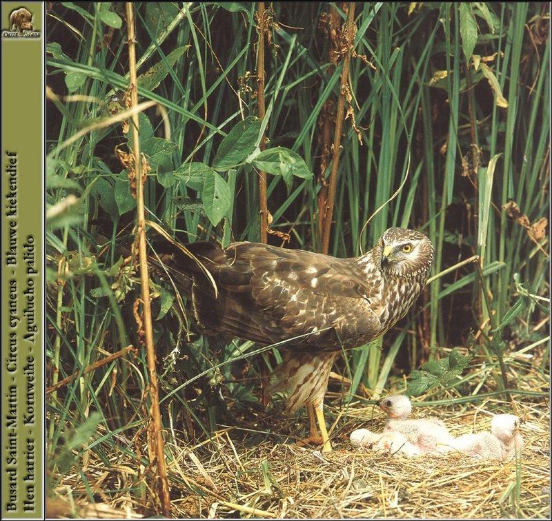 Northern Harrier, Hen Harrier (Circus cyaneus) {!--잿빛개구리매-->; DISPLAY FULL IMAGE.