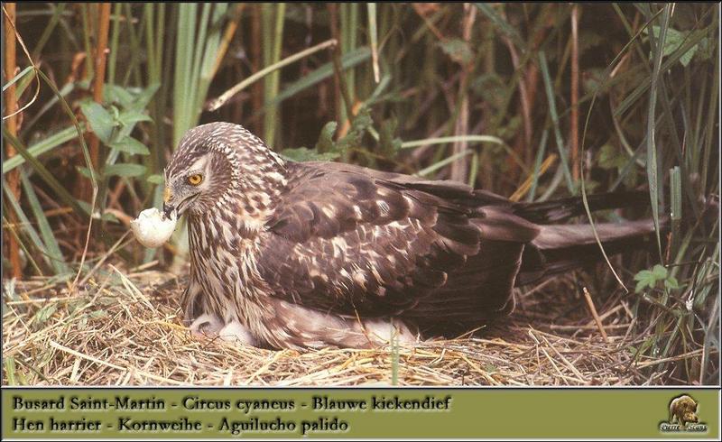 Northern Harrier, Hen Harrier (Circus cyaneus) {!--잿빛개구리매-->; DISPLAY FULL IMAGE.
