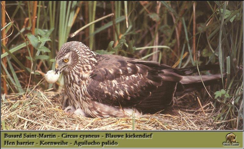 Northern Harrier, Hen Harrier (Circus cyaneus) {!--잿빛개구리매-->; DISPLAY FULL IMAGE.