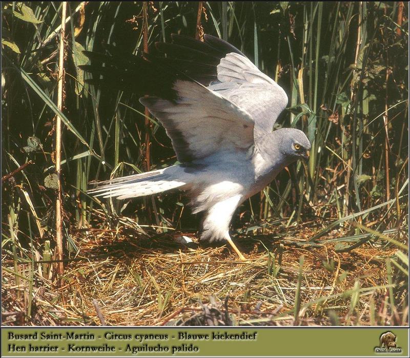 Northern Harrier, Hen Harrier (Circus cyaneus) {!--잿빛개구리매-->; DISPLAY FULL IMAGE.