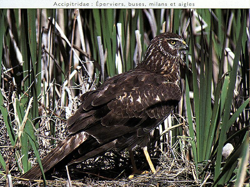 Northern Harrier (Circus cyaneus) {!--잿빛개구리매-->; DISPLAY FULL IMAGE.