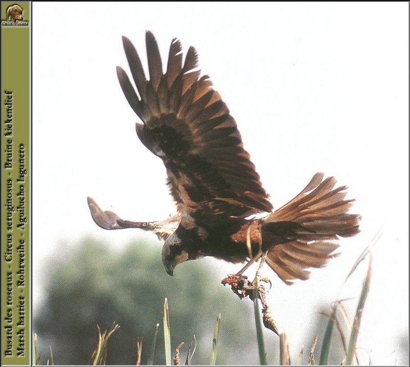 Eurasian Marsh-Harrier (Circus aeruginosus) {!--개구리매-->; DISPLAY FULL IMAGE.