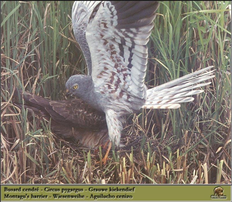 Montagu's Harrier (Circus pygargus) {!--작은잿빛개구리매-->; DISPLAY FULL IMAGE.